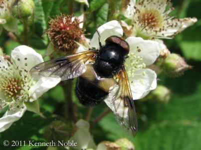 Volucella pellucens - Kenneth Noble